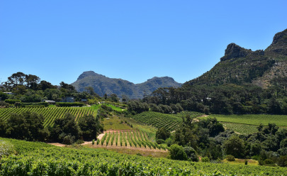 Экскурсия на винную ферму Грут Констанция в ЮАР